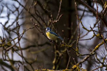 blue tit