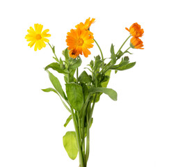 Fresh blooming calendula plants on white background