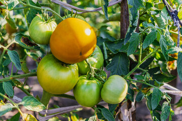 Garden tomatoes on the bush. Spicy vegetables on the farm. Growing natural tomatoes in natural conditions without pescides. Non-GMO products. Selective focus.