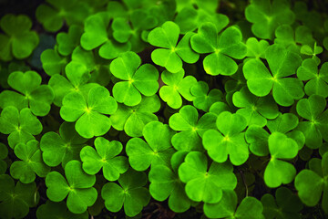 Green clover leaves close up