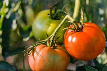 Garden tomatoes on the bush. Spicy vegetables on the farm. Growing natural tomatoes in natural conditions without pescides. Non-GMO products. Selective focus.