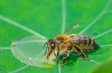 honey bee, Apis mellifera drinking water from a dewy leaf