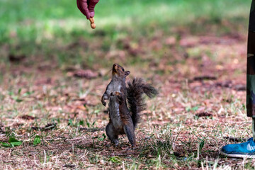 Exemplary of Sciurus Carolinensis, the gray squirrel native of North America that populates some Italian parks in the Region of Lombardy, Piedmont and Liguria