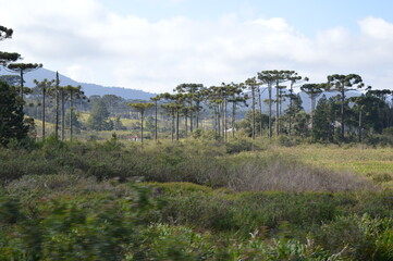 landscape with trees and clouds