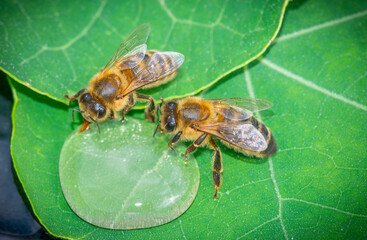honey bee, Apis mellifera drinking water from a dewy leaf