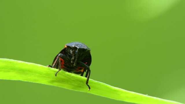 Cicada Cercopis vulnerata (also known as the black-and-red froghopper or red-and-black froghopper), flaps its wings while sitting on a tarragon leaf and jumps
