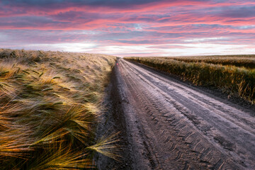 Road in field with ripe wheat and pink sunset sky