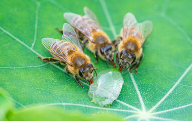 honey bee, Apis mellifera drinking water from a dewy leaf