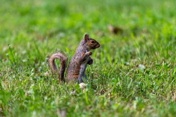Exemplary of Sciurus Carolinensis, the gray squirrel native of North America that populates some Italian parks in the Region of Lombardy, Piedmont and Liguria