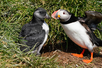 Puffins - Juvenile - Iceland