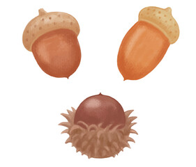 色鉛筆手描き　秋の木の実　どんぐりのイラスト © reikosugi