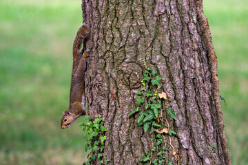 Exemplary of Sciurus Carolinensis, the gray squirrel native of North America that populates some Italian parks in the Region of Lombardy, Piedmont and Liguria