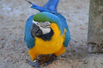 blue and yellow macaw