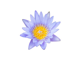 Purple lotus blossoms,Purple flower isolated on white background with clipping path