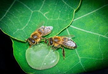 honey bee, Apis mellifera drinking water from a dewy leaf