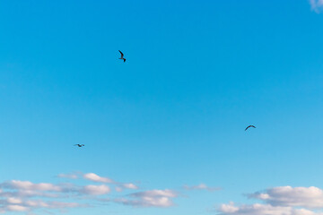 Passaro