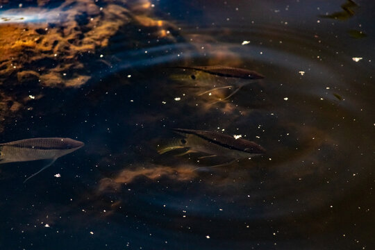 Peixe