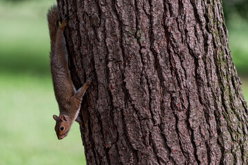 Exemplary of Sciurus Carolinensis, the gray squirrel native of North America that populates some Italian parks in the Region of Lombardy, Piedmont and Liguria