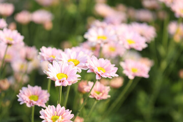 Fototapeta premium Pink Chrysanthemum at flower field
