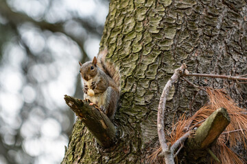 Exemplary of Sciurus Carolinensis, the gray squirrel native of North America that populates some Italian parks in the Region of Lombardy, Piedmont and Liguria
