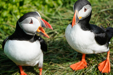 Puffin Conversation