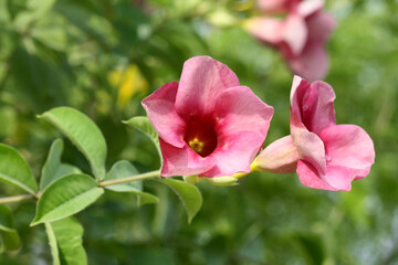 Allamanda Purple-Violet (Allamanda blanchetii) in bloom