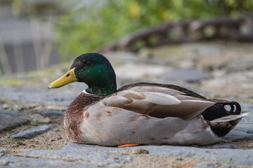 Portrait of a male duck sitting on stony ground