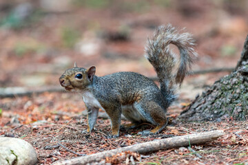 exemplary of Sciurus Carolinensis, the gray squirrel native of North America that populates some Italian parks in the Region of Lombardy, Piedmont and Liguria