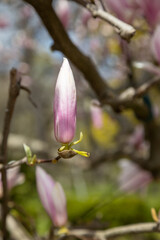 Beautiful pink white magnolia flowers