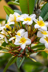 Plumeria alba pertenece a la familia Apocynaceae