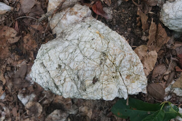 Raw white quartz rock stone on the ground. Quartz grows in primarily in pegmatites.