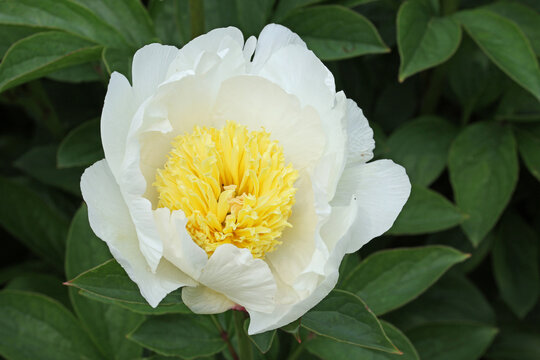 White peony flower with yellow centre in close up