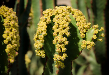 closeup of cactus plants with yellow flowers