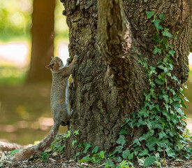 Exemplary of Sciurus Carolinensis, the gray squirrel native of North America that populates some Italian parks in the Region of Lombardy, Piedmont and Liguria
