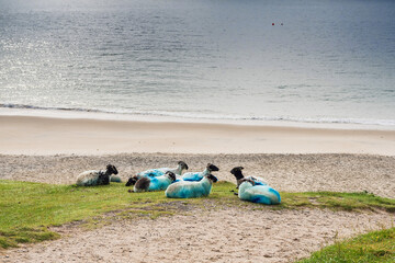 Flock of sheep sleeps by beautiful Keem bay, Achill island, county Mayo, Ireland
