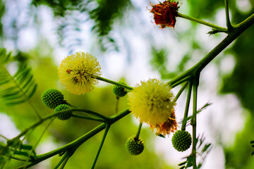flowers on a branch