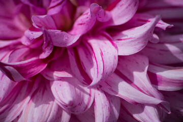 Closeup of pink dalhia in a public garden