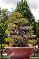 Bonsai tree grows in flower pot at backyard. Asian style of architecture and landscaping. Sunlight...