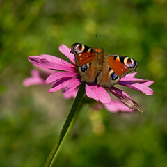 Rusałka peacock (Aglais io) on the corner of Echinacea.