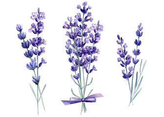 Lavender on isolated white background, watercolor illustration