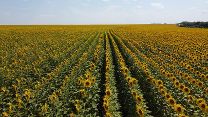 Field of sunflowers