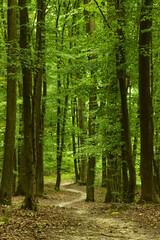 Obraz premium Landscape with a forest road on a cloudy day.