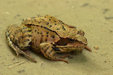 A toad on a forest road on a cloudy day.
