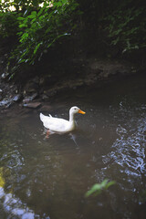 Goose on the water
