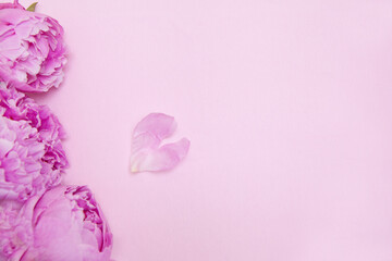 Pink peony flower on pink background. Heart shaped petal. Copy space for text. Top view. mothers day