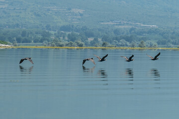 Greece, Lake Kerkini, group of great cormorants in flight and their reflection