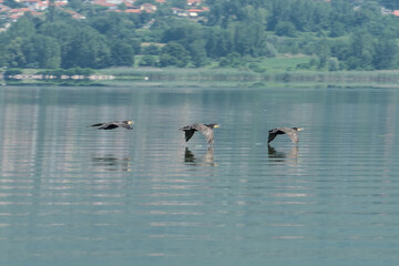Greece, Lake Kerkini, three great cormorants in flight and their reflection
