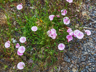 Real small pink creeping bindweed