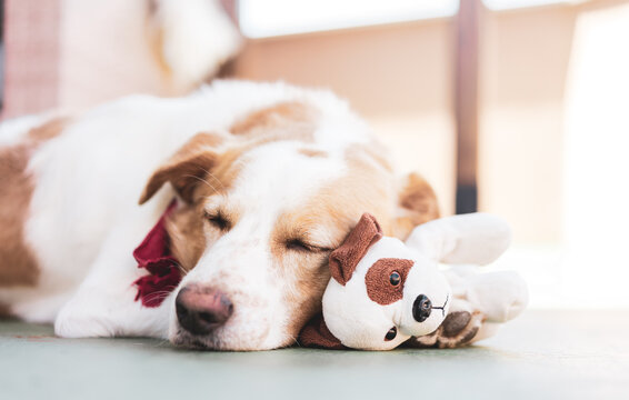 Un lindo perro pastor descansa, duerme apoyado en su peluche, después del entrenamiento de perros. 