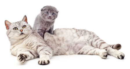 Gray cat and kitten.